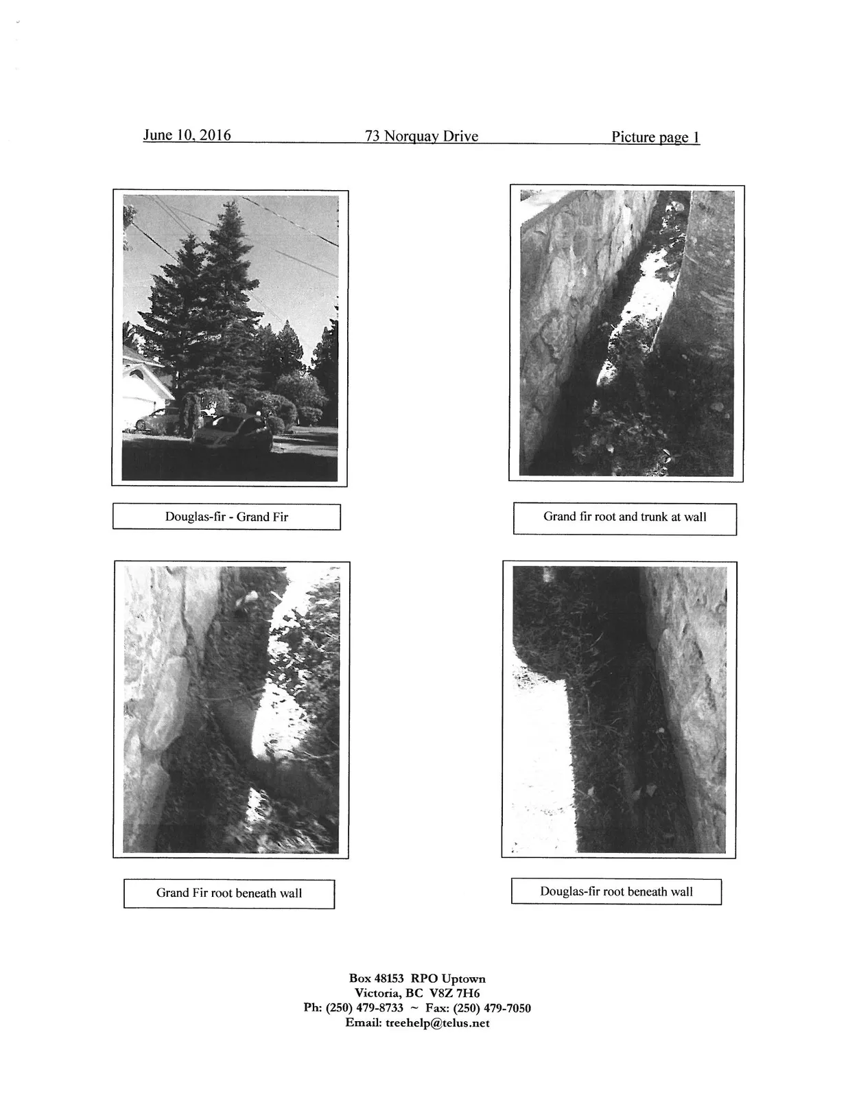 Photo of Douglas-fir and Grand Fir trees