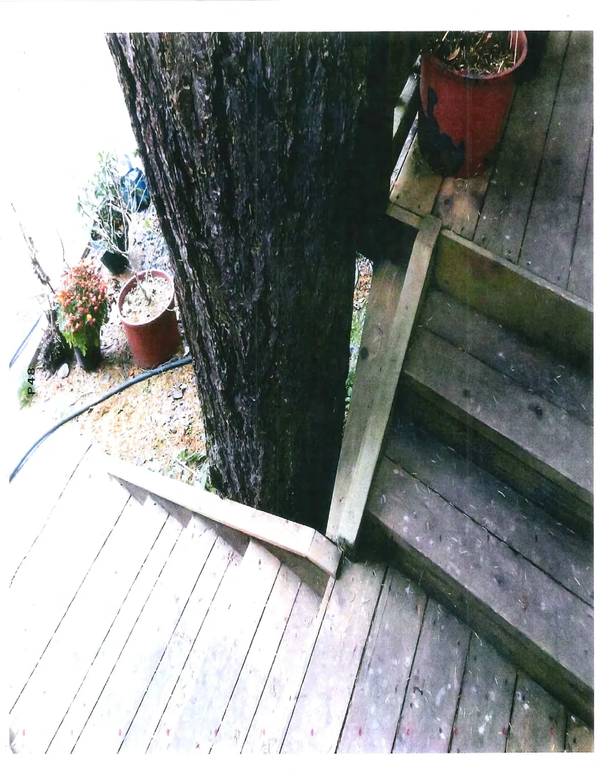 Top-down view of wooden stairs built around a large tree trunk, surrounded by potted plants.