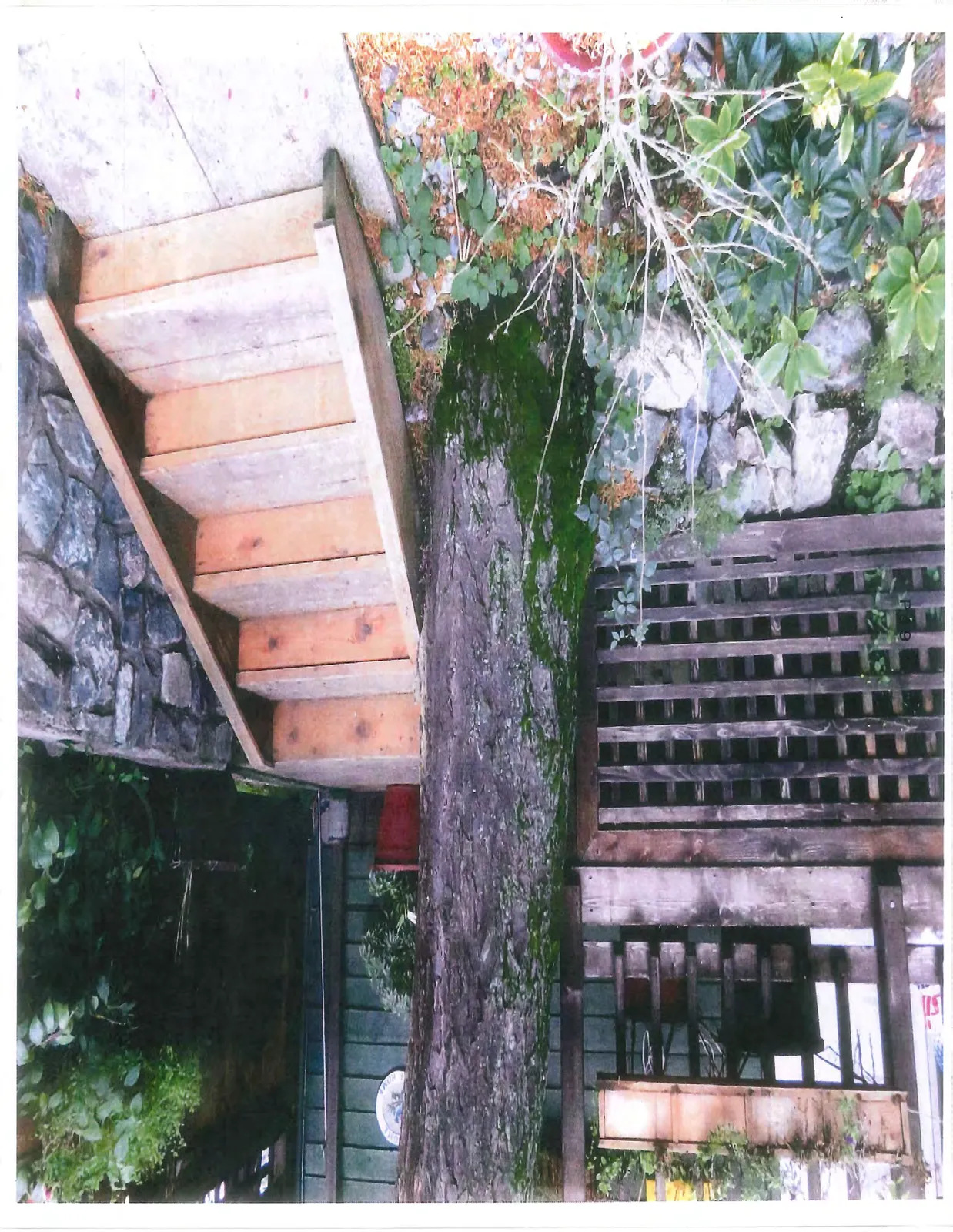 Side view of wooden stairs next to a tree trunk with moss, adjacent to a wooden lattice structure.