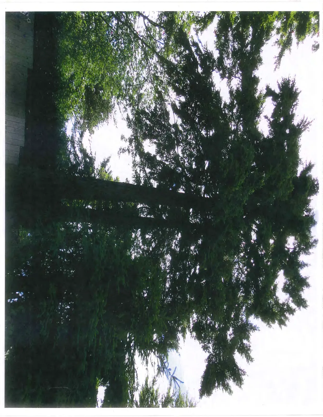 Full view of a large, mature evergreen tree with a double trunk.