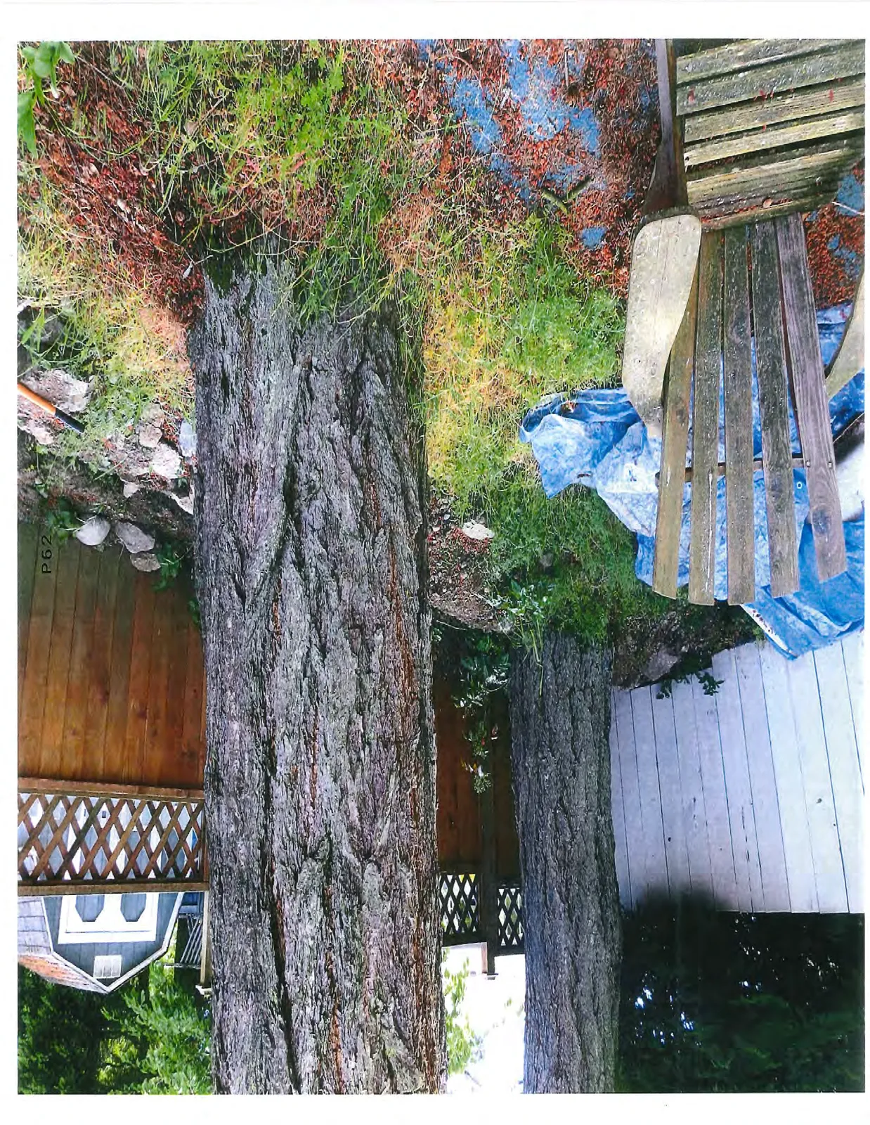 Close-up view of the base of the double-trunked evergreen tree adjacent to a wooden fence and shed.
