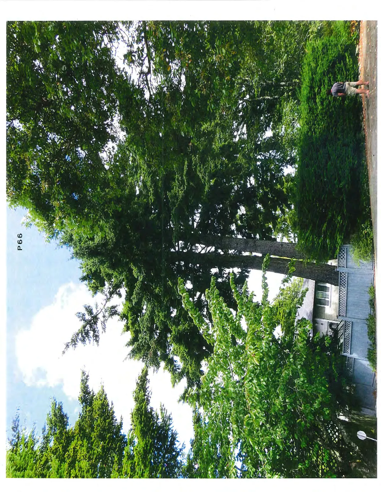 Wide shot showing the tall evergreen tree in context with a residential house and surrounding landscaping, with a person standing in the foreground for scale.