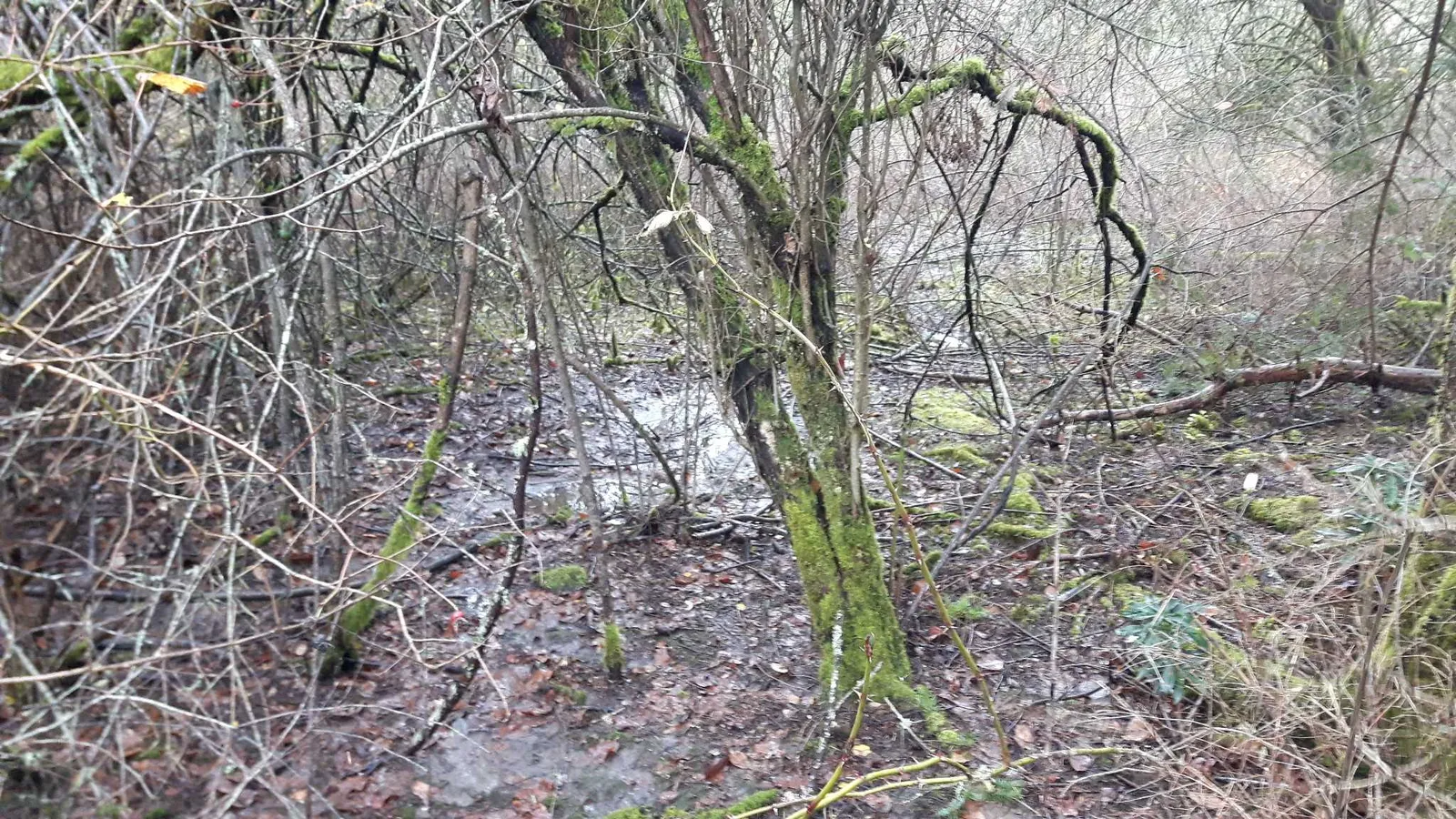 STRATUM #1 - Native understory