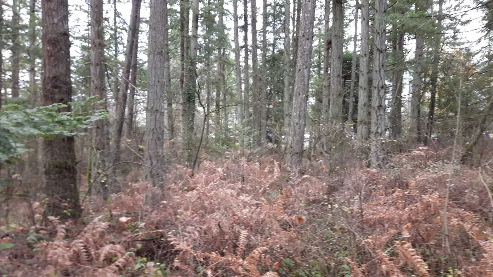 Photo of STRATUM #2