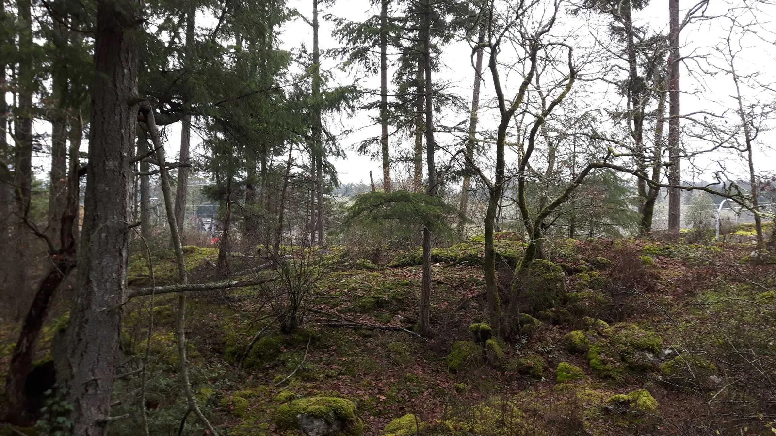 View of Stratum #1 and #2 from the north