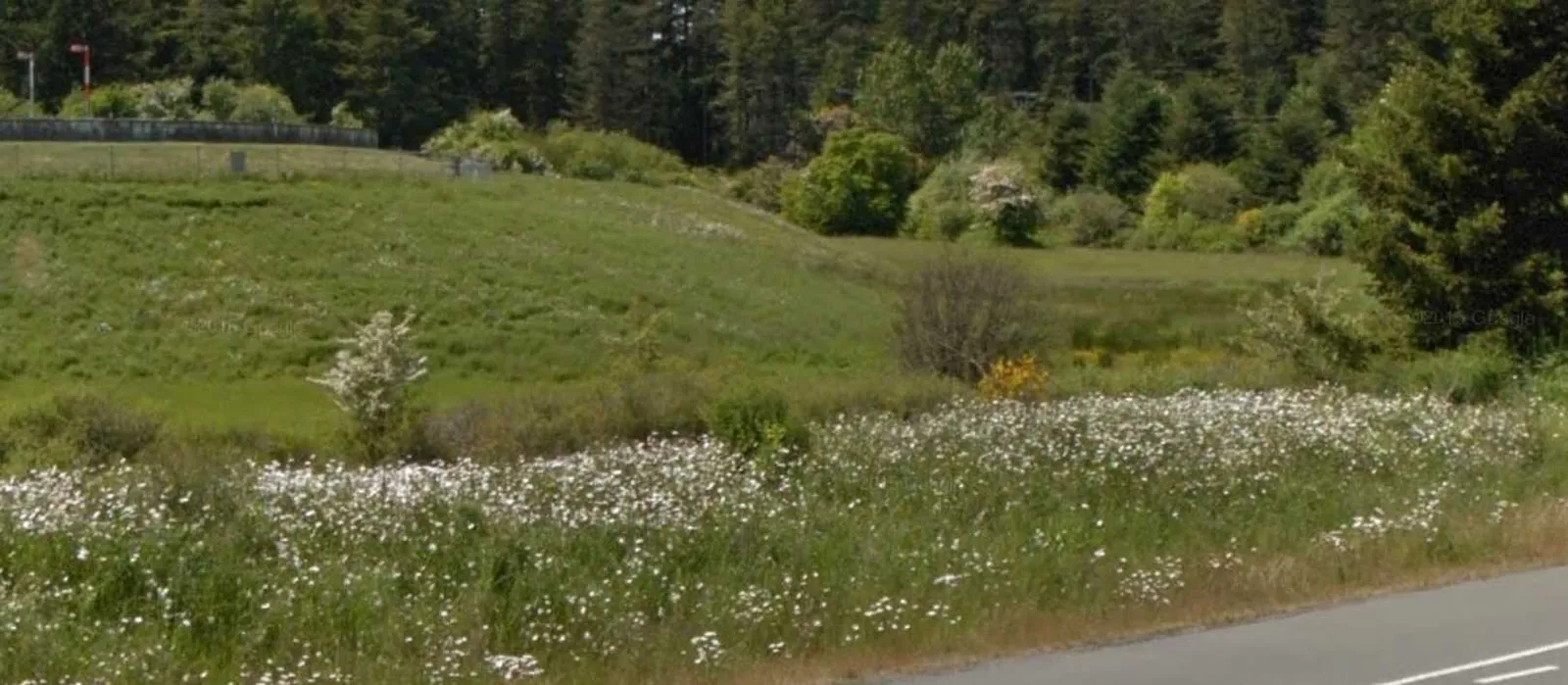 Photo of STRATUM #3 showing European Hawthorn and Himalayan Blackberry