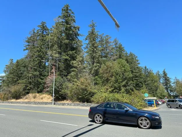 "Figure 3: Area 1, view facing north" showing a cluster of mature trees