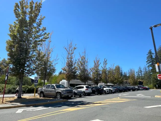 "Figure 5: Area 2, view facing west" showing a row of young maple trees alongside a road and parking lot