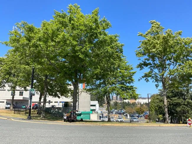 "Figure 6: Area 3, view facing east" showing several large deciduous trees on a lawn area