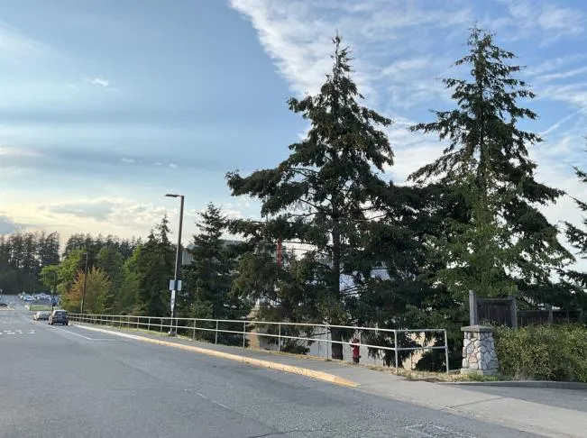 "Figure 7: Area 4, view facing north" showing mature evergreen trees on a slope