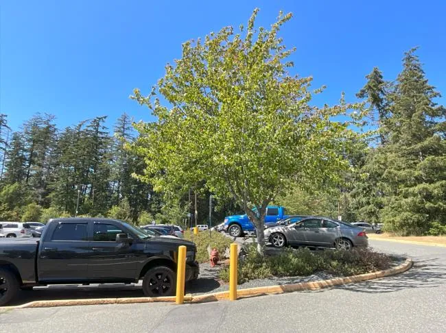 "Figure 8: Area 5, view facing north" showing a red maple (#148) in a landscaped parking strip