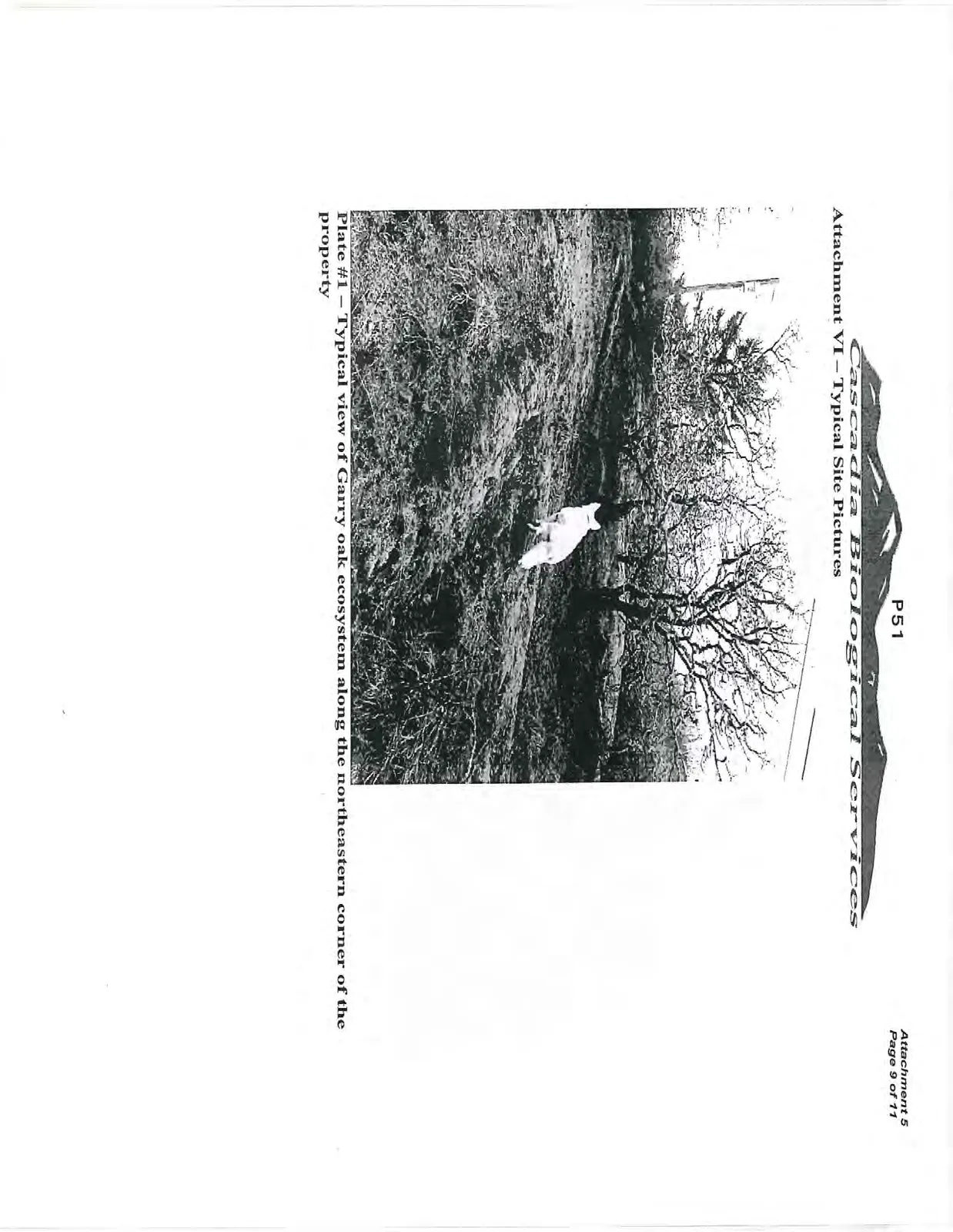 Photo of Garry oak ecosystem along the northeastern corner of the property