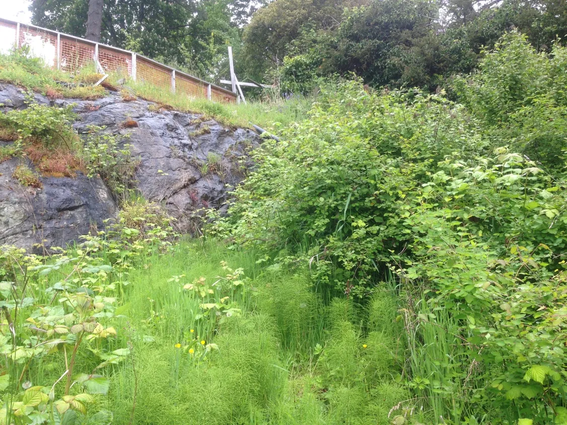 Photo 8. Location of drainage infiltration area, and 3m2 of oceanspray, snowberry and horsetail that will be lost.