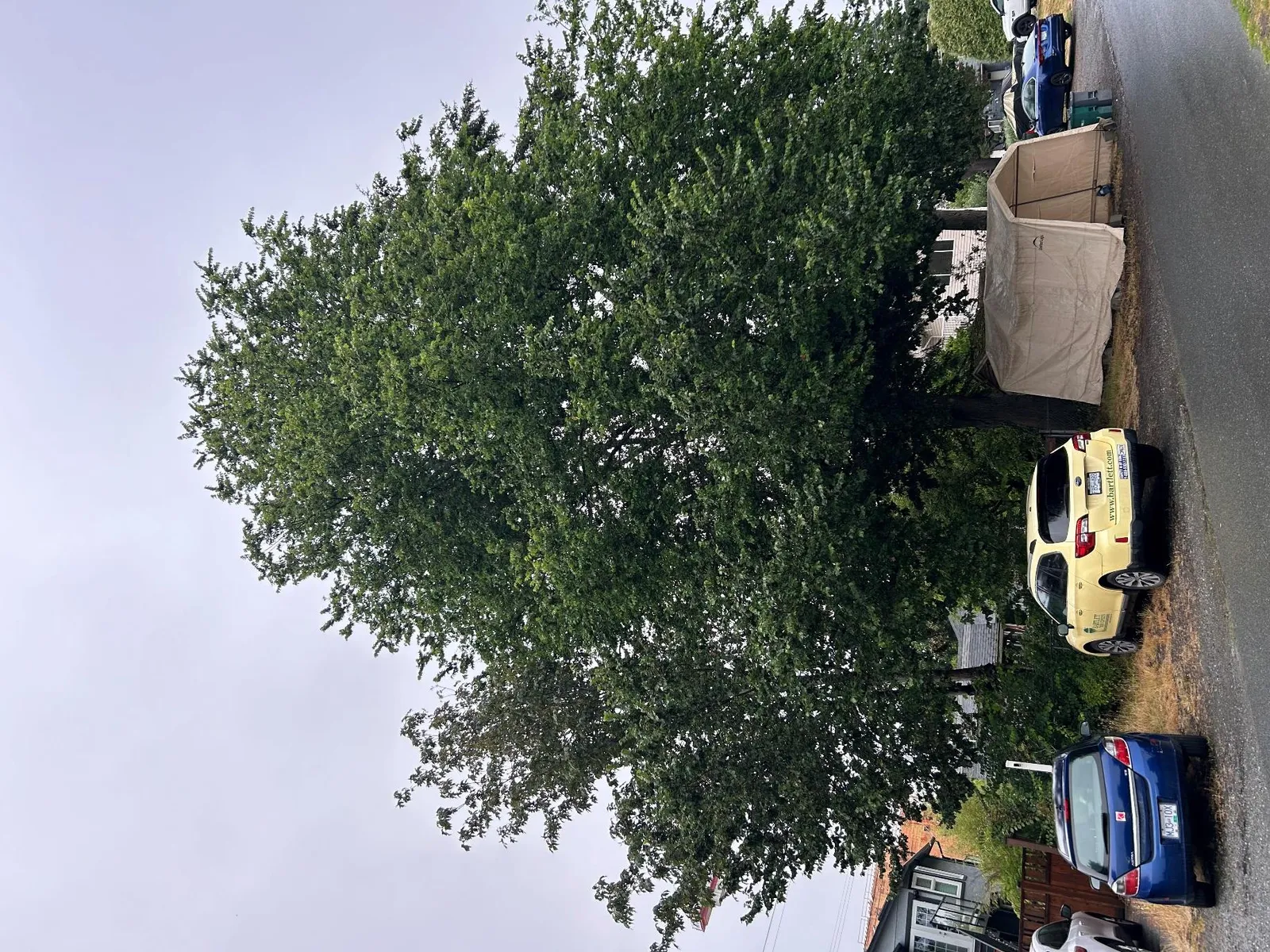 View of the southwest aspect of trees #898 and #899