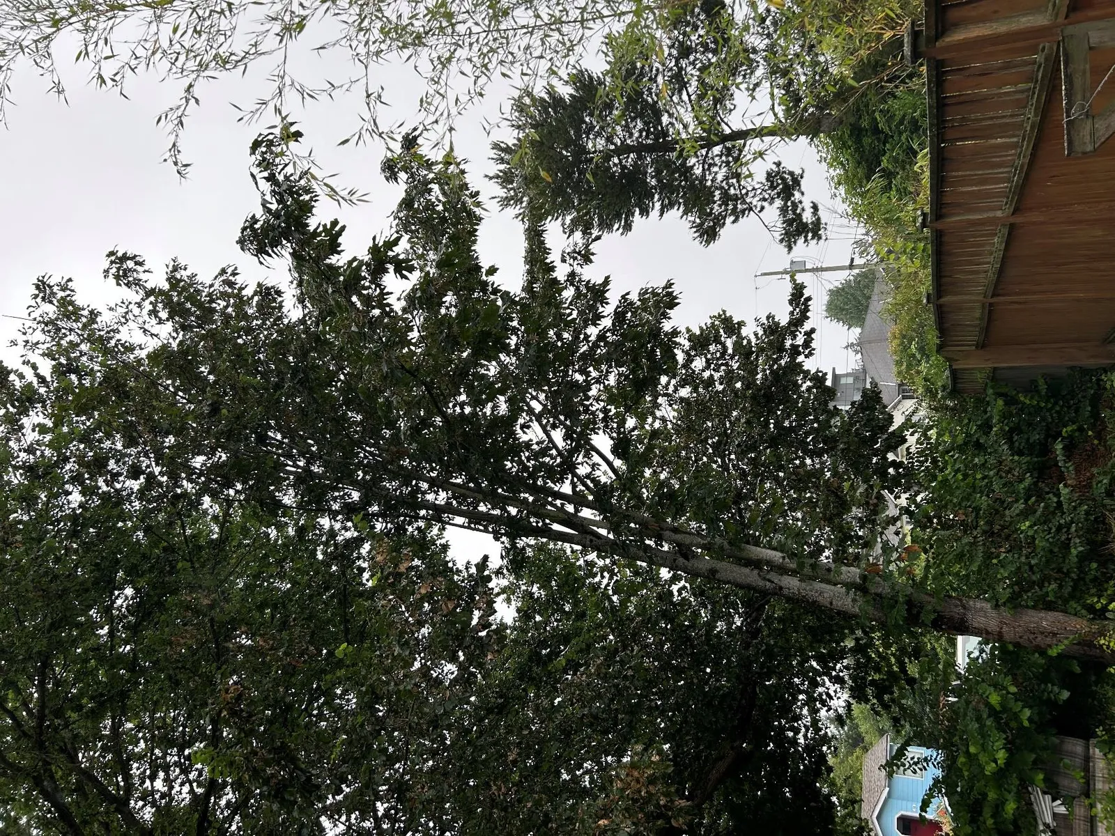 View of the northern aspect of tree #898