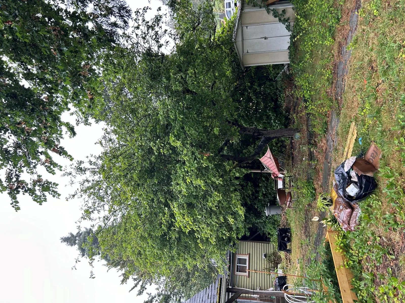 View of the southwest aspect of tree #900
