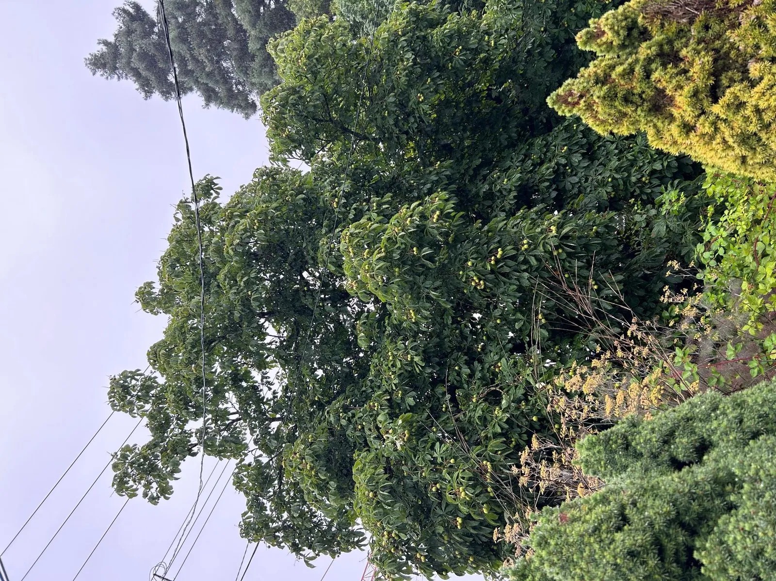 View of the southern aspect of tree #905