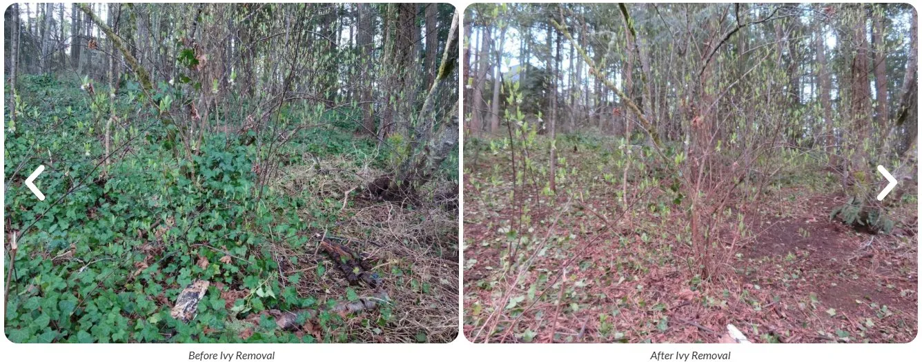 Forest section in Portage Park before ivy removal