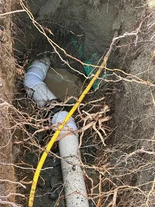 Excavated section of pipe showing substantial root intrusion