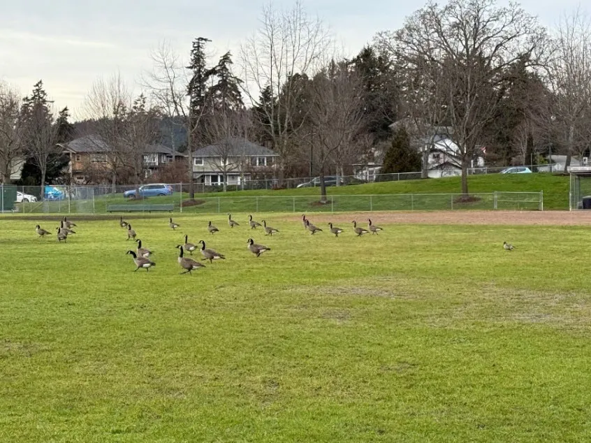 A group of Canada Geese grazing on the lawn at Helmcken Centennial Park