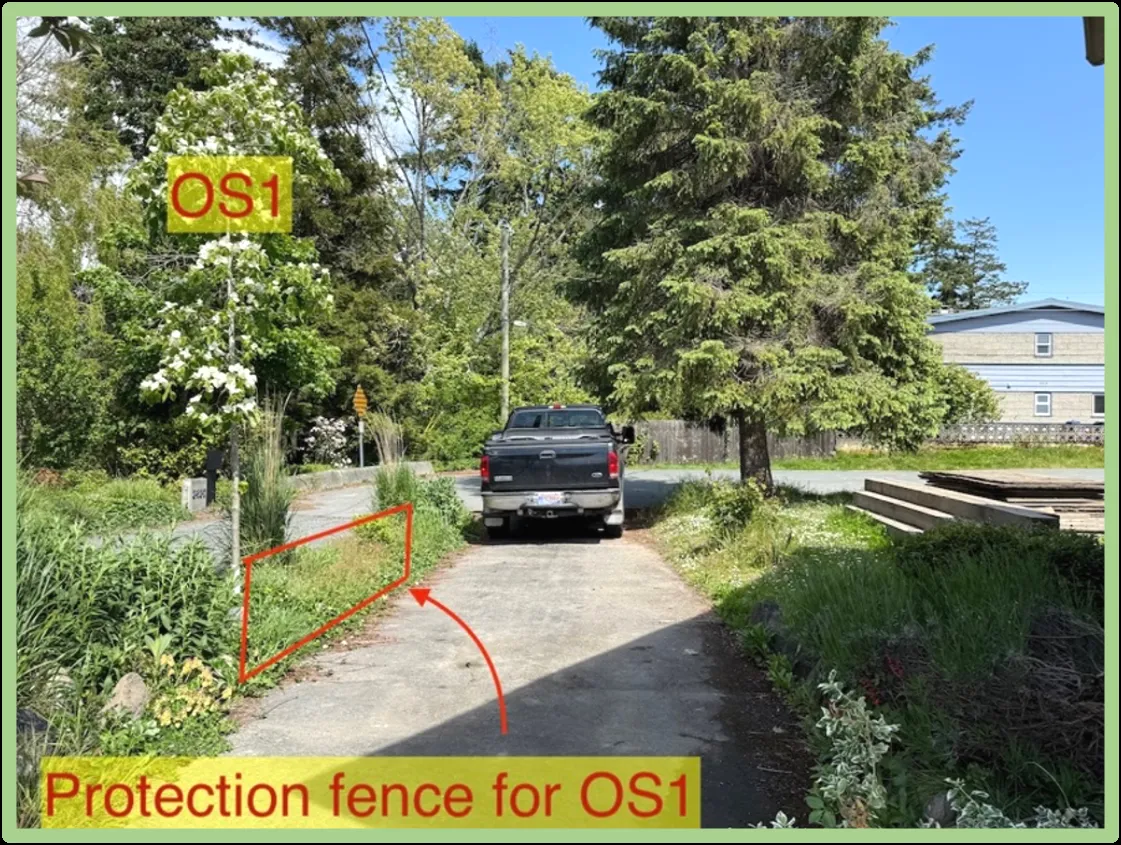 Photo of the neighboring Dogwood tree OS1 with a designated protection fence area