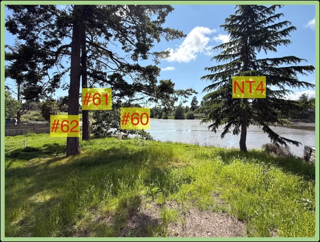 Photo showing trees #60, #61, #62, and NT4 along the shoreline