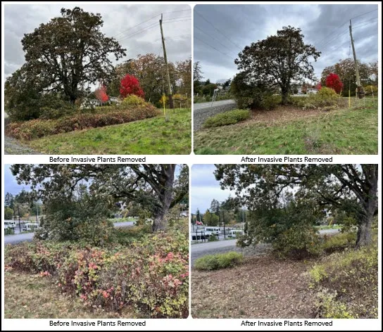 Four photos showing "Before" and "After" views of invasive plant removal at Watkiss Way Park