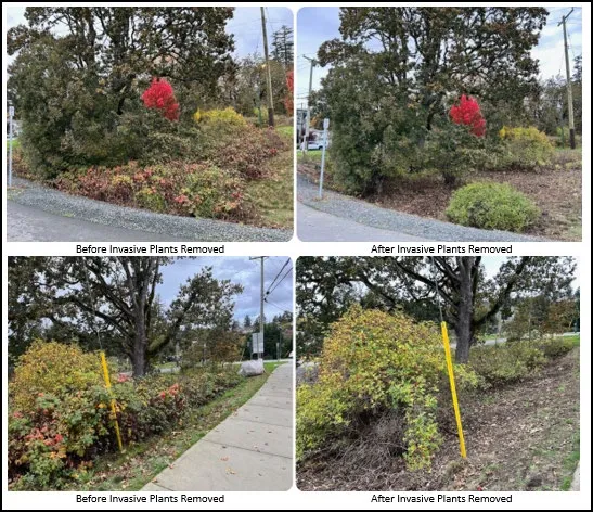 Four additional photos showing "Before" and "After" views of invasive plant removal from different park angles