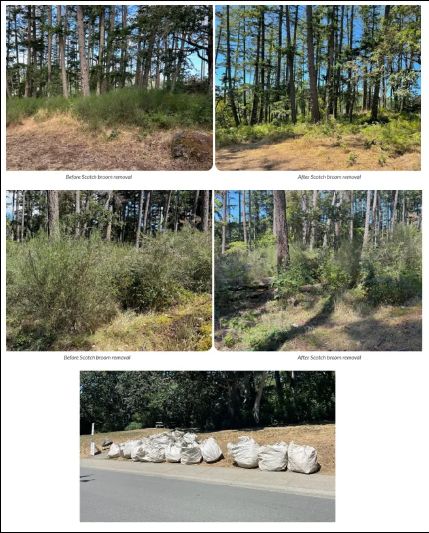Collage of Scotch broom removal at Nursery Hill Park showing before and after photos and bags of debris