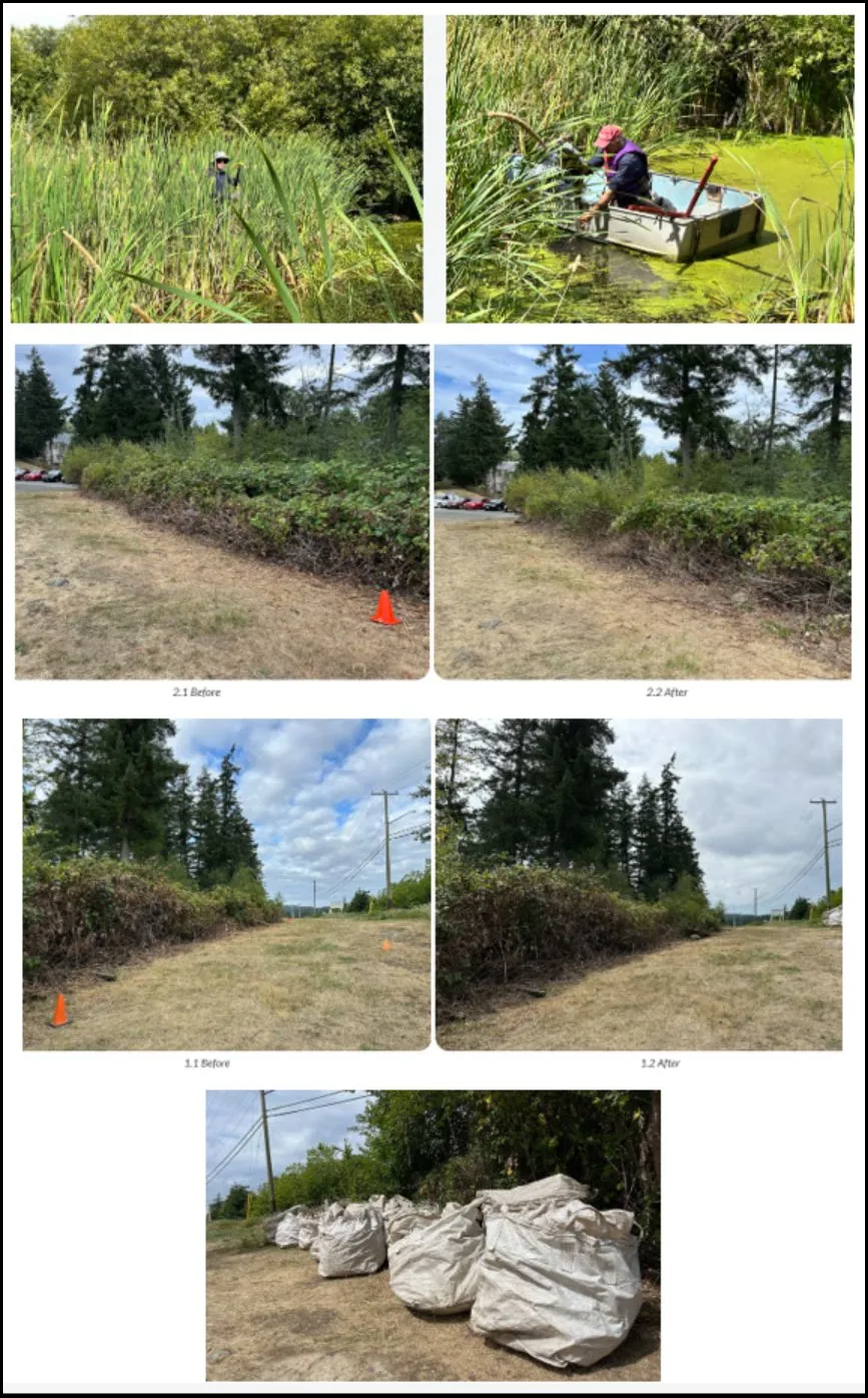 Collage of invasive blackberry and parrot feather removal showing wetland work, before and after photos of overgrown areas, and bags of removed material