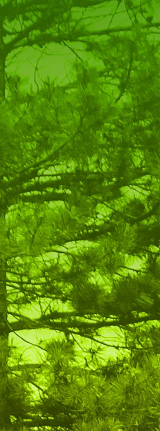 Close-up view of pine needles and branches