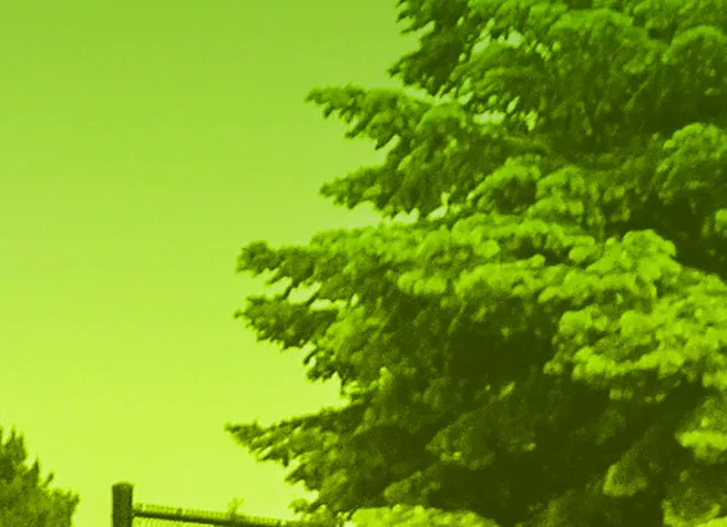 Detailed view of thick pine foliage