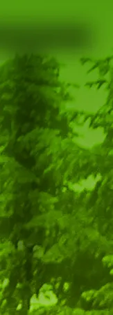 Abstract greenish-yellow blurred background of tree leaves