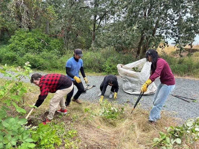 Volunteers using tools to remove invasive species from a trailside area