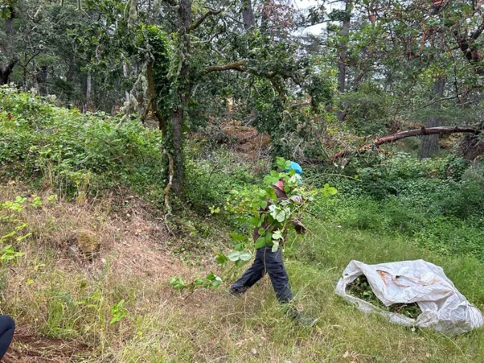 A volunteer carrying a large bundle of removed invasive plant material