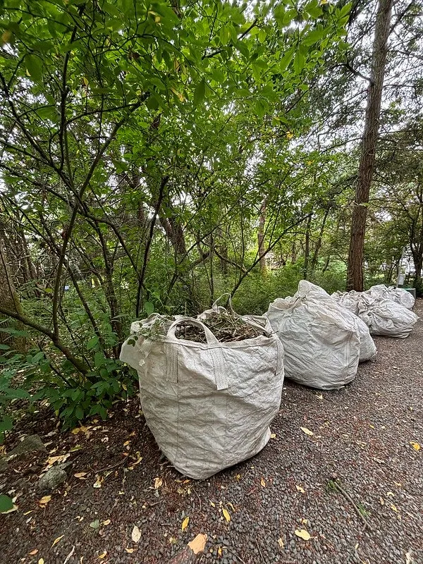Large white bags filled with removed invasive species along a gravel path
