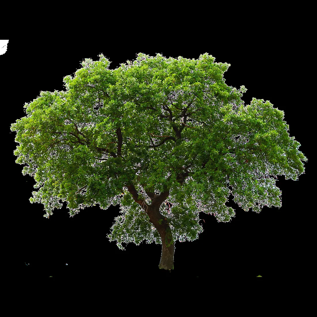 Rendering of a red Japanese Maple tree