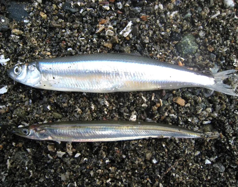 Photo of two silver forage fish (likely sand lance or surf smelt) on beach gravel.