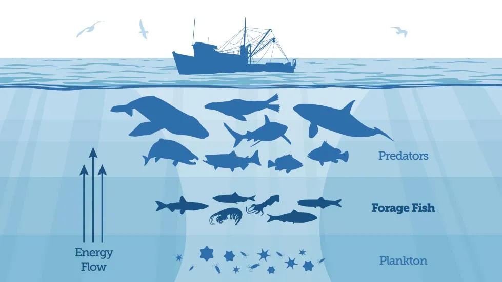 Diagram illustrating the marine food web, showing the upward energy flow from plankton through forage fish to top predators like whales, seals, and larger fish.