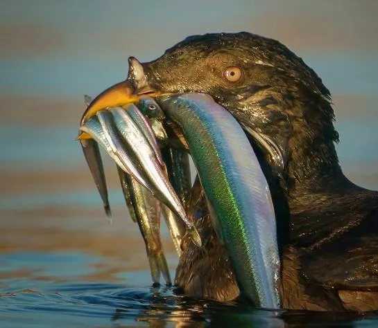 Photo of a bird with several small forage fish held in its beak.