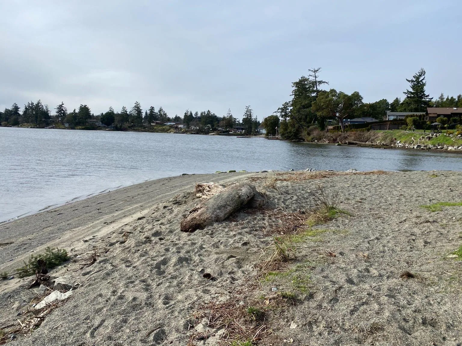 View of the completed beach restoration featuring a regraded shoreline with nourishment sediment and large driftwood logs.