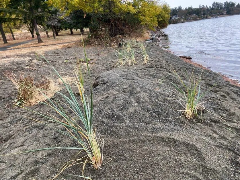 Close-up photo of native beach grass (Leymus mollis) beginning to establish in the new beach sediment.