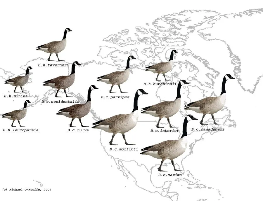 Illustration showing various subspecies of Canada Geese across North America, including *B.c. moffitti* and *B.c. fulva* highlighted in the Pacific Northwest.