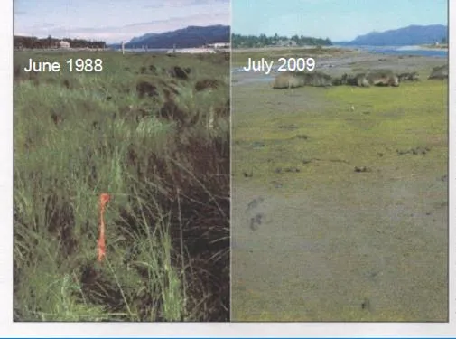 Side-by-side comparison photos showing a lush marsh in June 1988 versus a barren mudflat in July 2009.