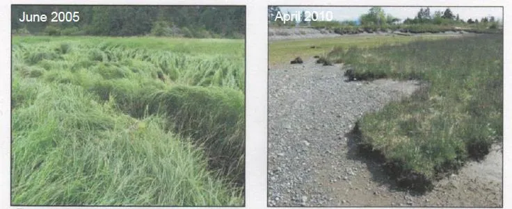Side-by-side comparison photos showing thick marsh vegetation in June 2005 versus significantly reduced cover in April 2010.