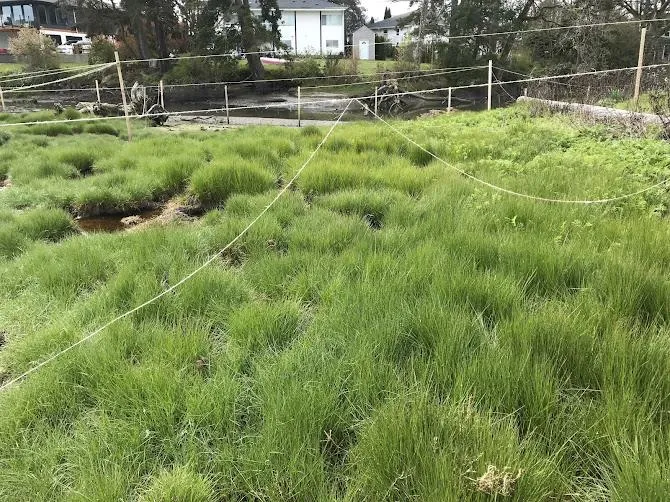 Photo showing lush, healthy marsh grass recovery within a fenced protection zone.