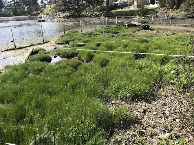 Another view of thriving marsh vegetation successfully protected from grazing.