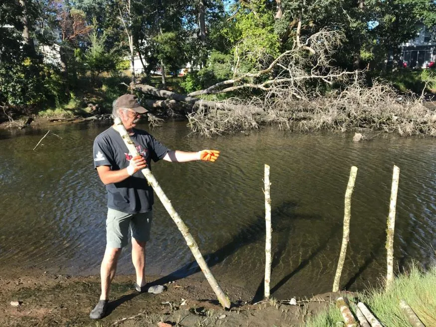 A person holding a long wooden stake to be used for constructing goose exclusion fencing.