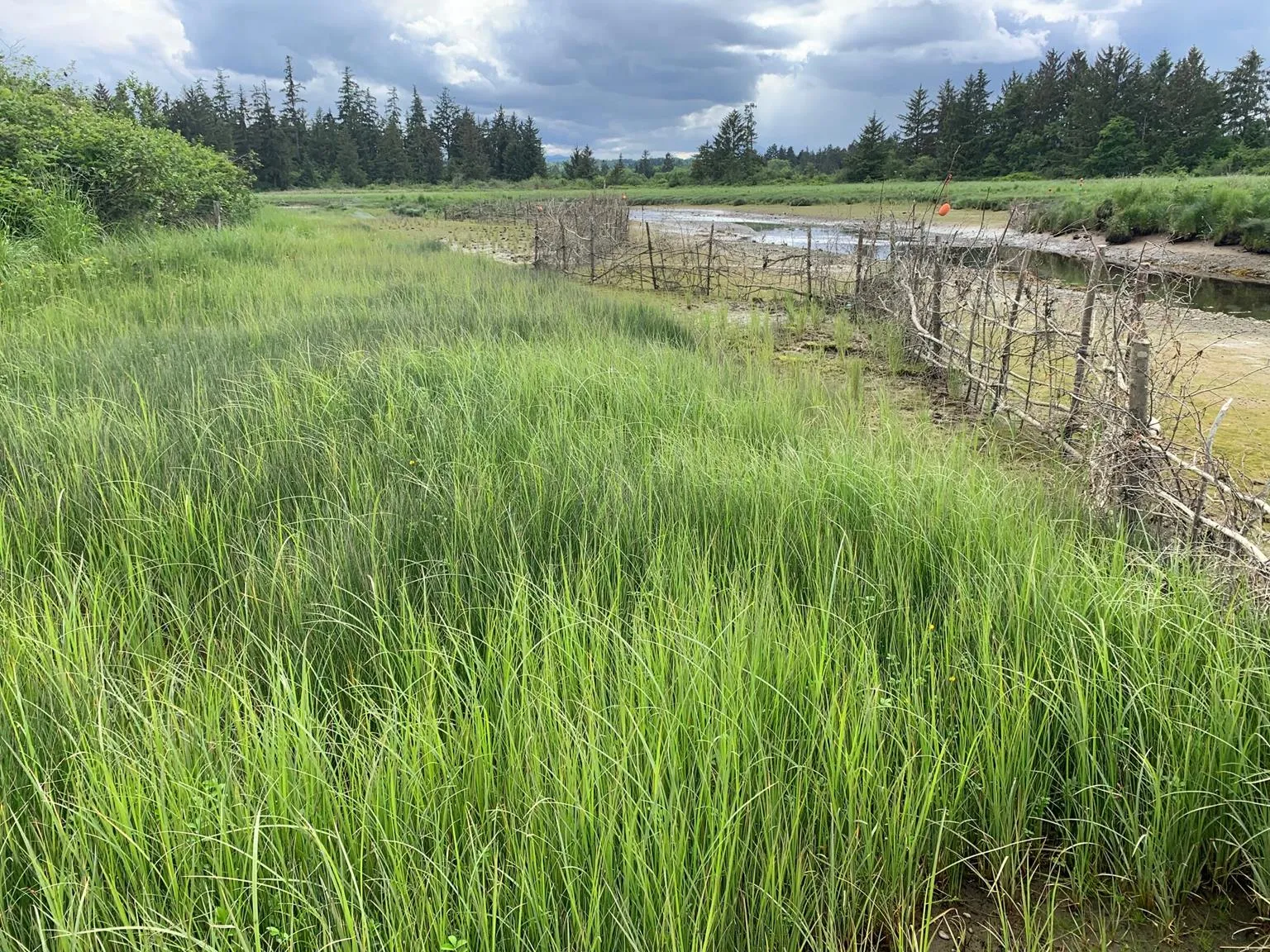 Wide view of a healthy, protected tidal marsh area behind a woven wood and rope fence.