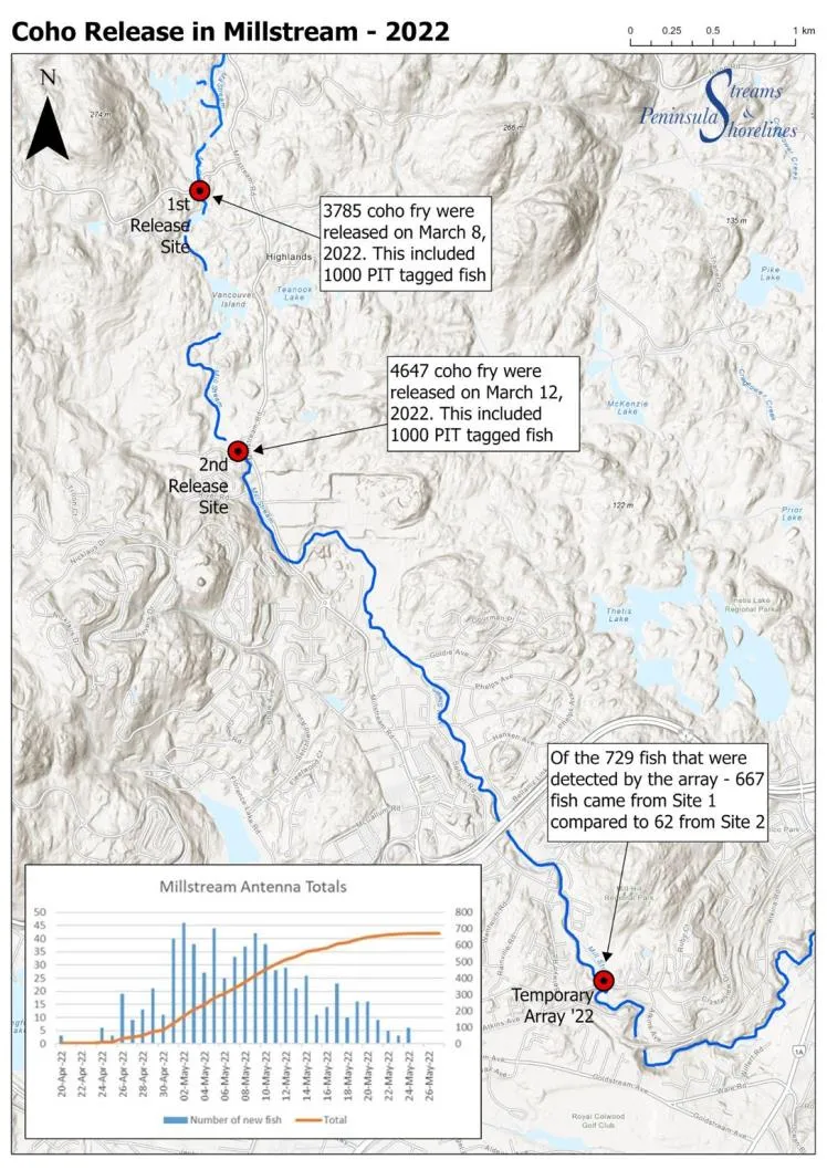 Map and chart titled "Coho Release in Millstream - 2022." On March 8, 3,785 fry were released at Site 1 (1,000 tagged), and on March 12, 4,647 fry were released at Site 2 (1,000 tagged). A bar chart shows daily detections at the temporary array from April to May 2022, totaling 729 fish detections (667 from Site 1 and 62 from Site 2).